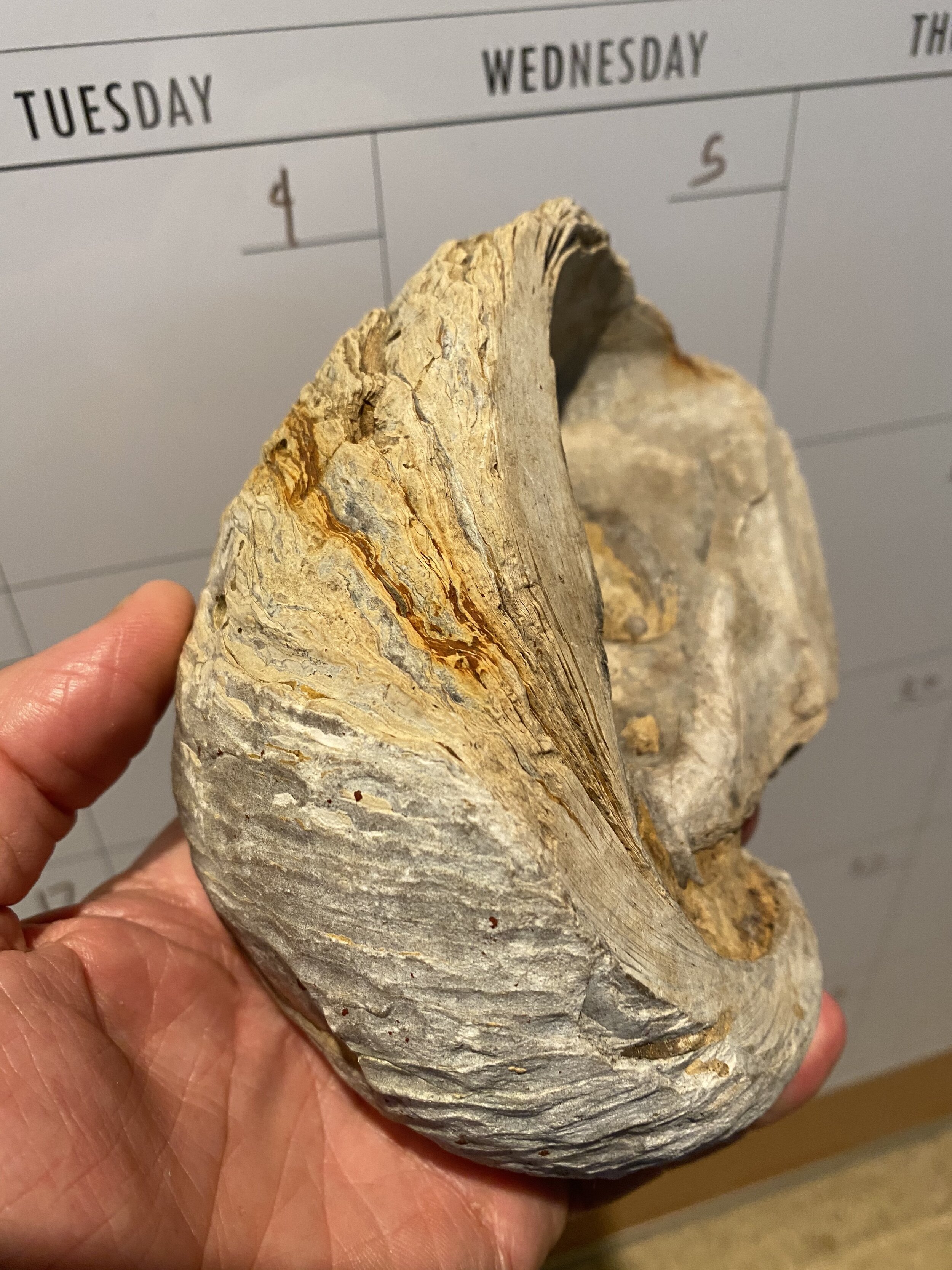 Hilton Head sharks teeth — CHRONICLES — Native Son Adventures