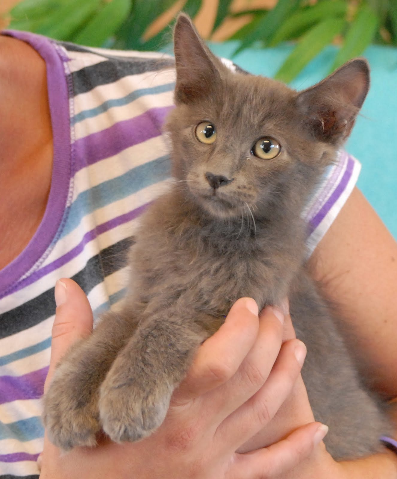 Patrice & her 8 baby kittens debut for adoption today!