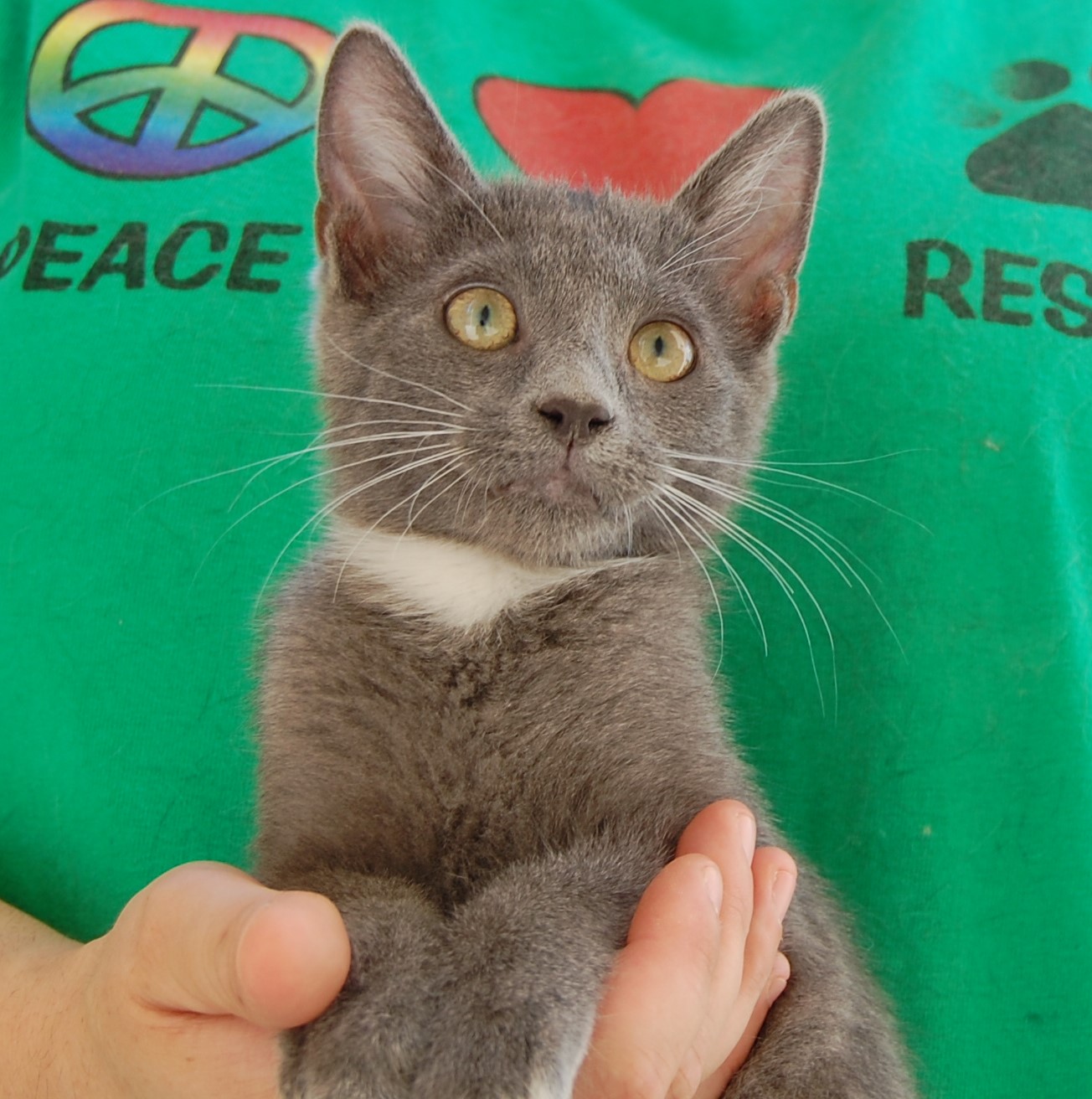 60 rescued kittens for adoption today!