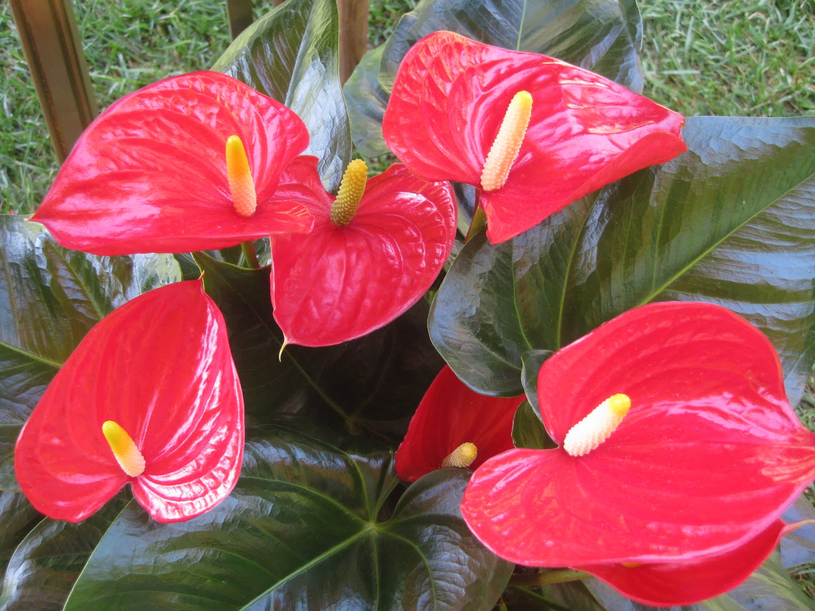 Flavors of the Sun Los Angeles The Flowers